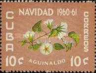 Ipomoea