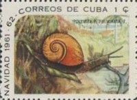 Local Land Snail (Polymita picta fulminata)