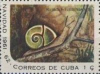Local Land Snail (Polymita picta fuscolimbata)