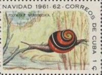 Local Land Snail (Polymita picta nigrofasciata)