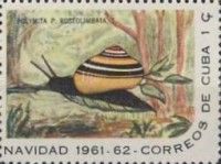 Local Land Snail (Polymita picta roseolimbata)