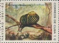 Local Land Snail (Polymita picta flammulata)