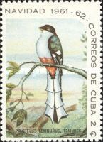 Cuban Trogon (Priotelus temnurus)