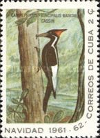 Ivory-billed Woodpecker (Campephilus principalis bairdii)