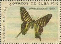 Urania Moth (Uranidia boisduvalii)