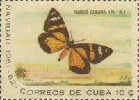 Moth (Phaloe cubana)