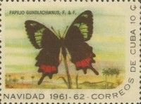 Local Gundlach's Swallowtail (Papilio gundlachianus)