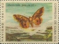 Moth (Othreis toddi)