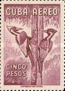 Ivory-billed Woodpecker (Campephilus principalis)