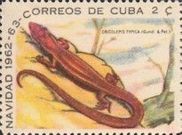 Night Lizard (Cricosaura typica) found locally