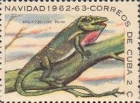 Night Anole (Anolis equestris) found locally
