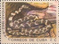 Gracile Banded Dwarf Boa (Tropidophis wrighti)