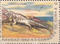 Blue Iguana (Cyclura macleayi) found locally