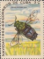 Cuckoo Wasp (Chrysis superba) found locally