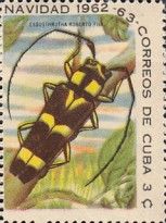 Longhorn Beetle (Essostruta roberto) found locally