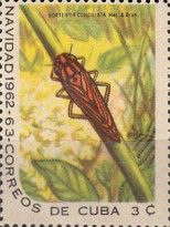 Cicada (Hortensia conciliata) found locally