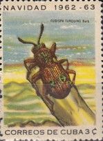 Leaf Beetle (Cubispa turquino)