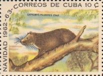 Desmarest's Hutia (Capromys pilorides)