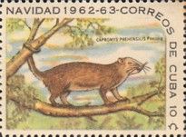 Prehensile-tailed Hutia (Capromys prehensilis)