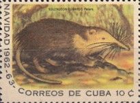 Cuban Solenodon (Solenodon cubanus)
