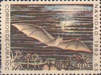 Leach's Single-leaf Bat (Monophyllus c. cubanus)