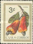 Cashew fruit