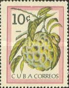 Anon (Annona reticulata)