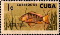 Mutton Snapper (Lutianus analis)