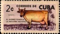 Cow (Bos primigenius taurus)