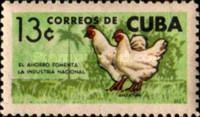 Chicken (Gallus gallus domesticus)