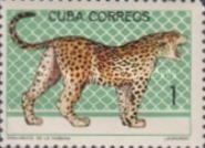 Leopard (Panthera pardus)