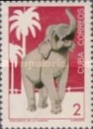 Asian Elephant (Elephas maximus)