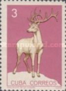 Merriam's Elk (Cervus canadensis merriami)