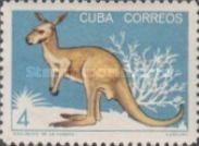 Eastern Grey Kangaroo (Macropus giganteus)