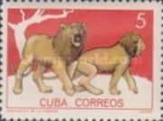 Lion (Panthera leo)