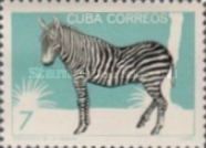 Plains Zebra (Equus quagga)