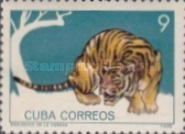 Tiger (Panthera tigris)