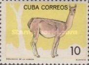 Guanaco (Lama guanicoe)
