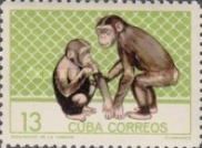 Chimpanzee (Pan troglodytes)