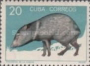 Collared Peccary (Dicotyles tajacu)