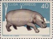 Hippopotamus (Hippopotamus amphibius)