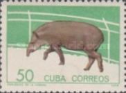 Lowland Tapir (Tapirus terrestris)