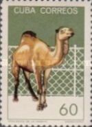 Dromedary (Camelus dromedarius)
