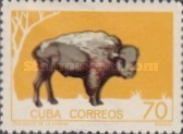 American Bison (Bos bison)