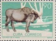 Asian Wild Buffalo (Bubalus arnee)