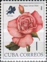 Rosa canina