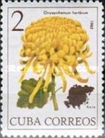Chrysanthemum hortorum