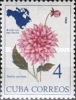 Dahlia pinnata