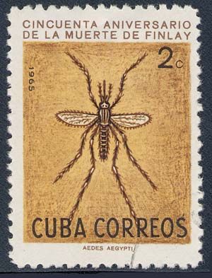Yellow Fever Mosquito (Aedes aegypti)