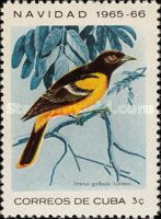 Baltimore Oriole (Icterus galbula)